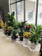 园林绿化、盆栽绿植上门、专业办公室绿植花卉