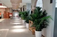成都绿植花卉租摆 室内外植物租售 花卉绿植销售
