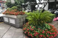 植物租摆、鲜花绿植租售、绿化养护