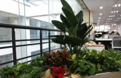 绿植租摆、植物租摆，植物租售，花卉租摆，花卉租售