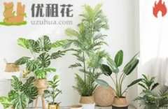 成都绿植租摆 植物租赁 盆栽租售 绿化养护免费配送
