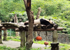都江堰中华大熊猫苑(原熊猫乐园)